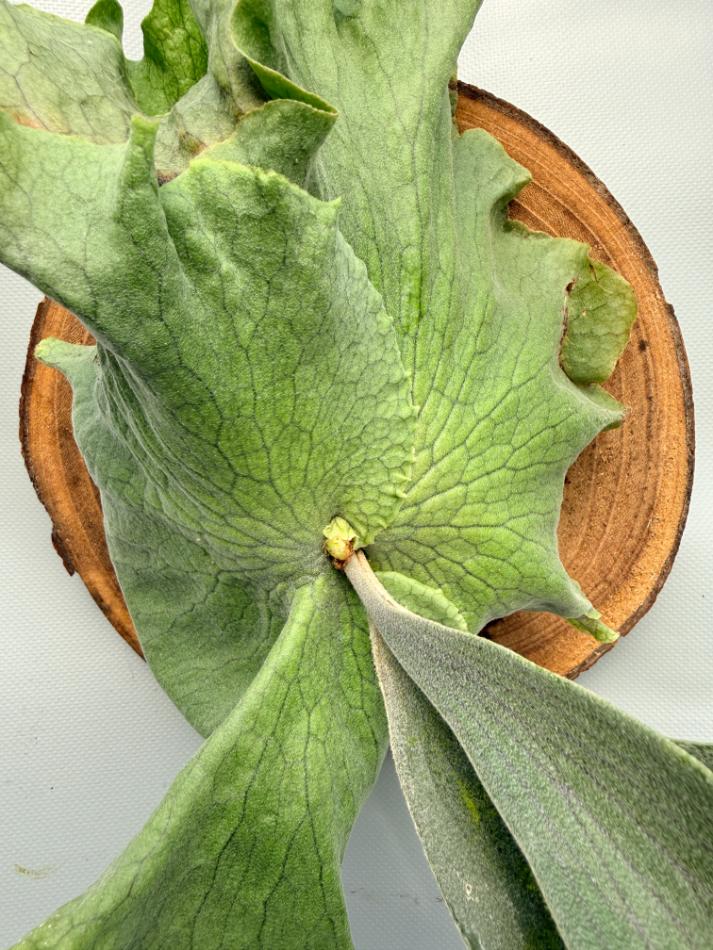 Platycerium Wandae x Veitchii 09