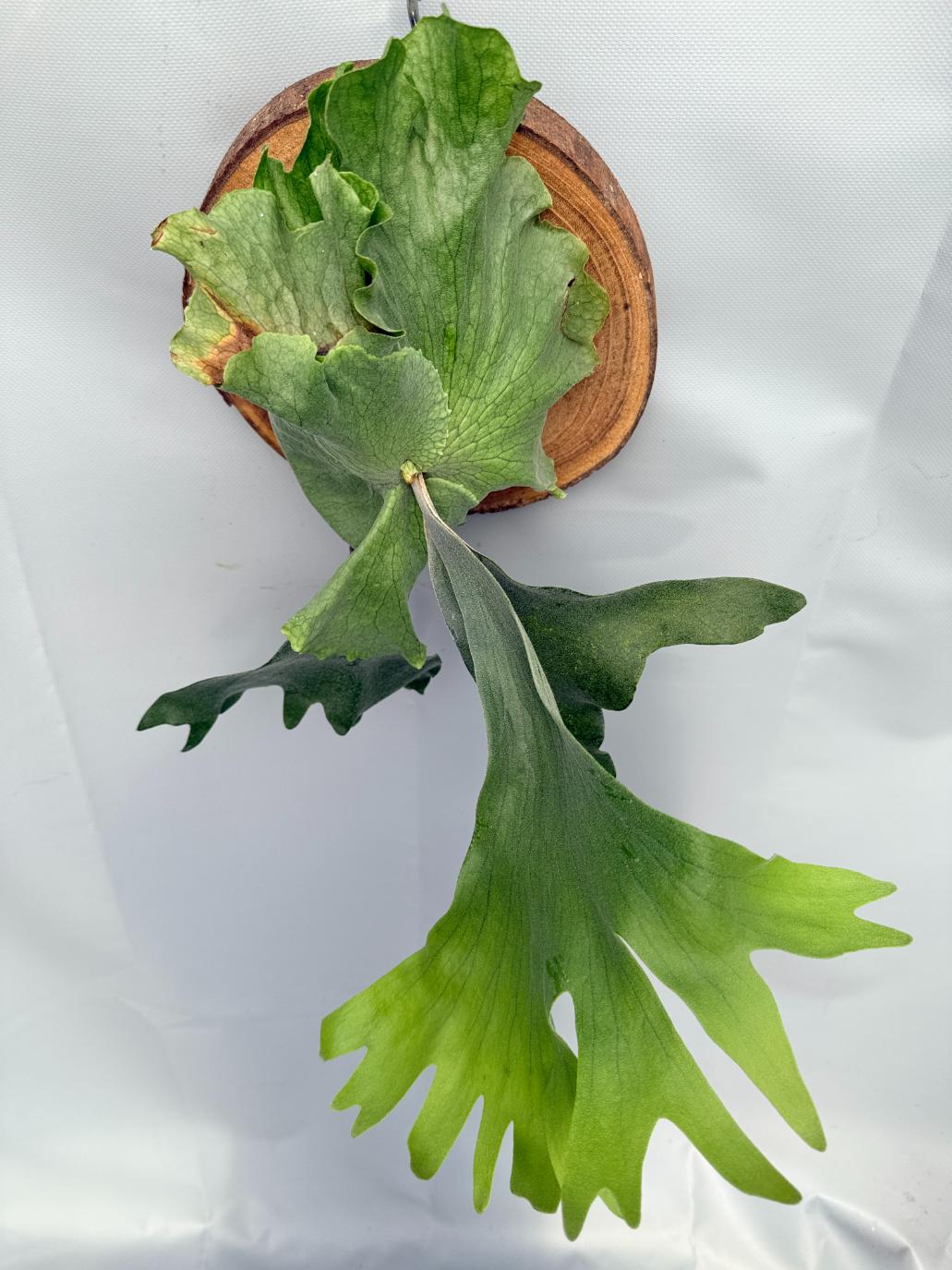 Platycerium Wandae x Veitchii 10