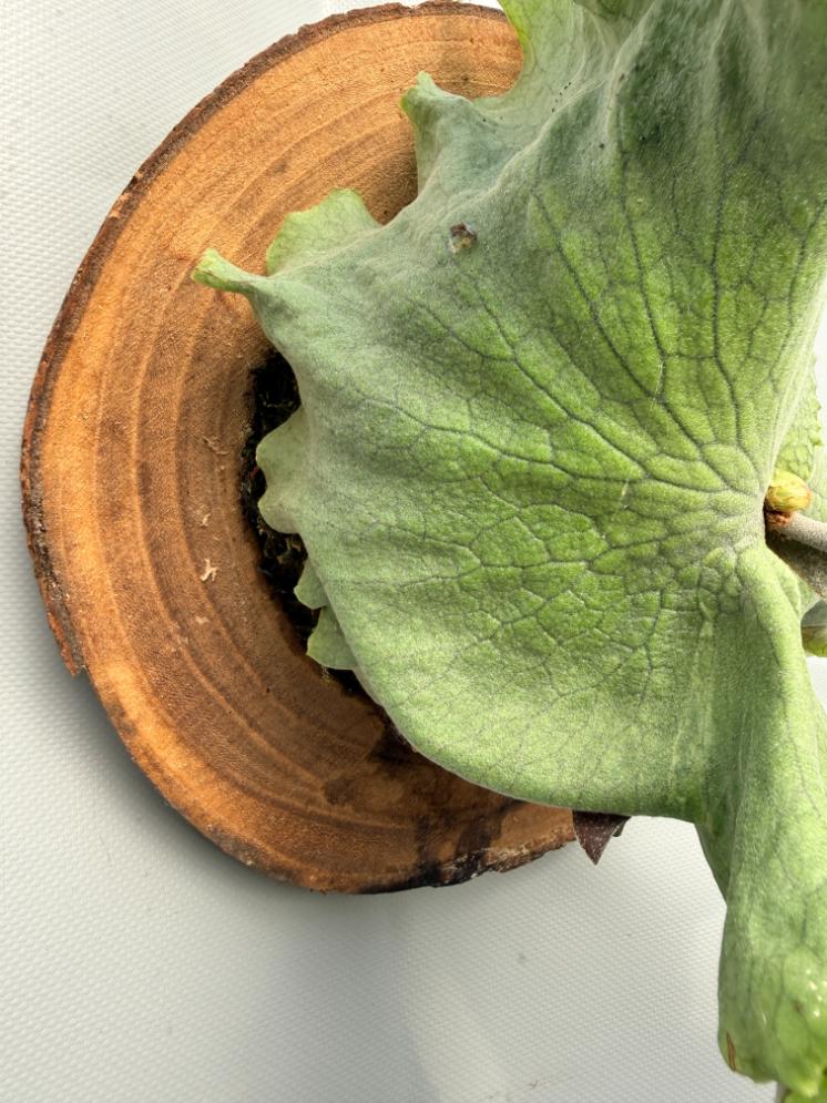 Platycerium Wandae x Veitchii 11