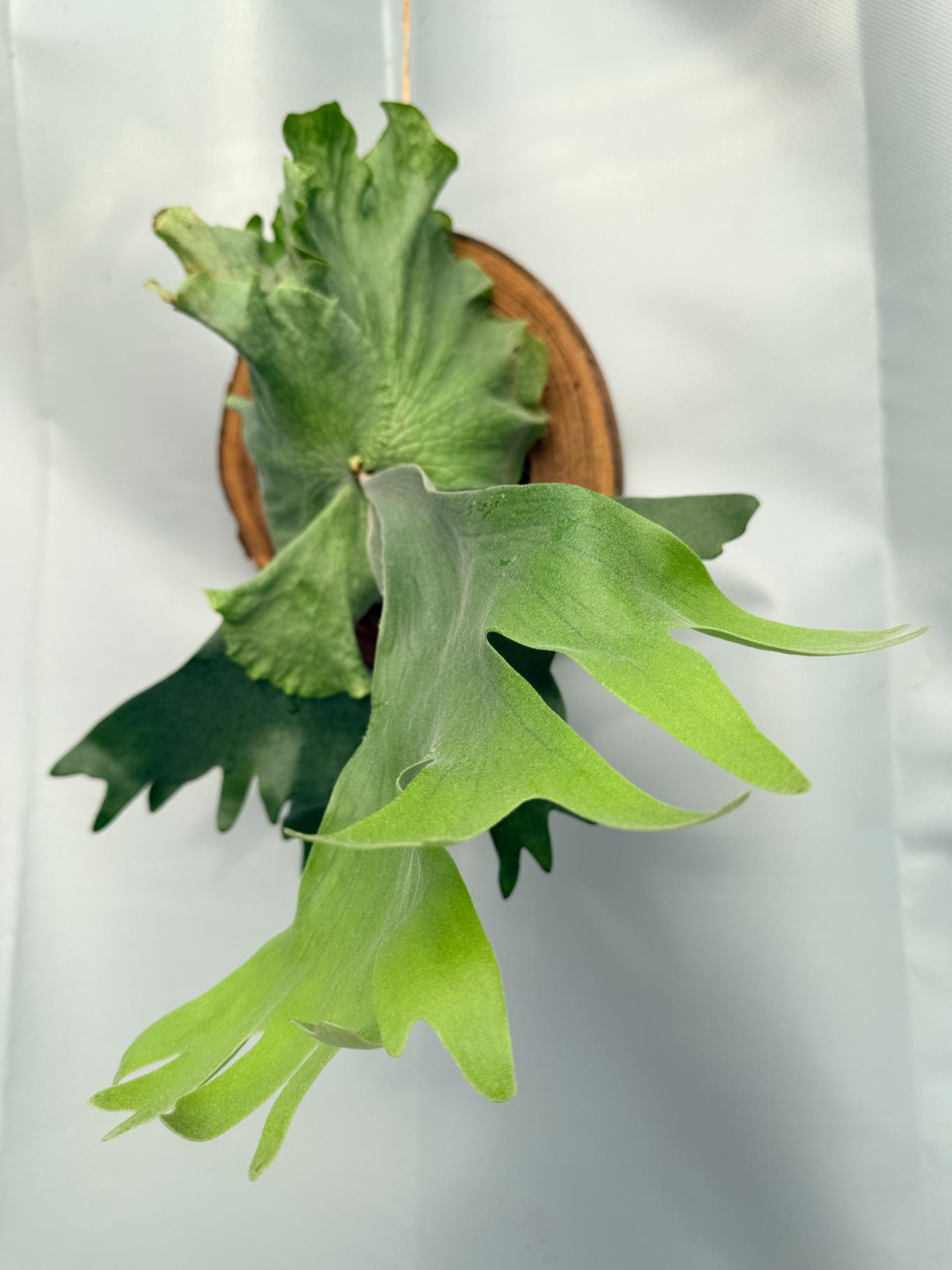 Platycerium Wandae x Veitchii 01