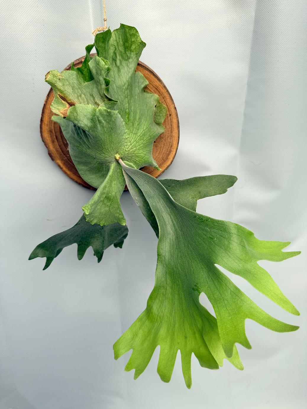 Platycerium Wandae x Veitchii 02