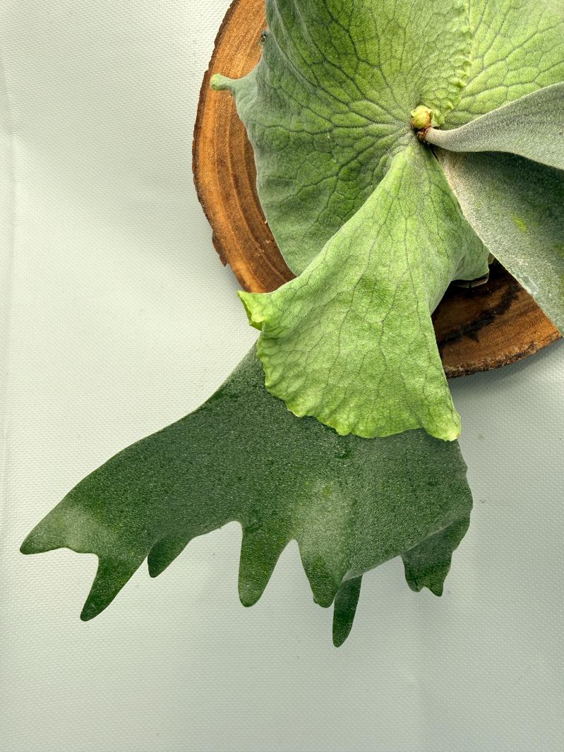 Platycerium Wandae x Veitchii 03