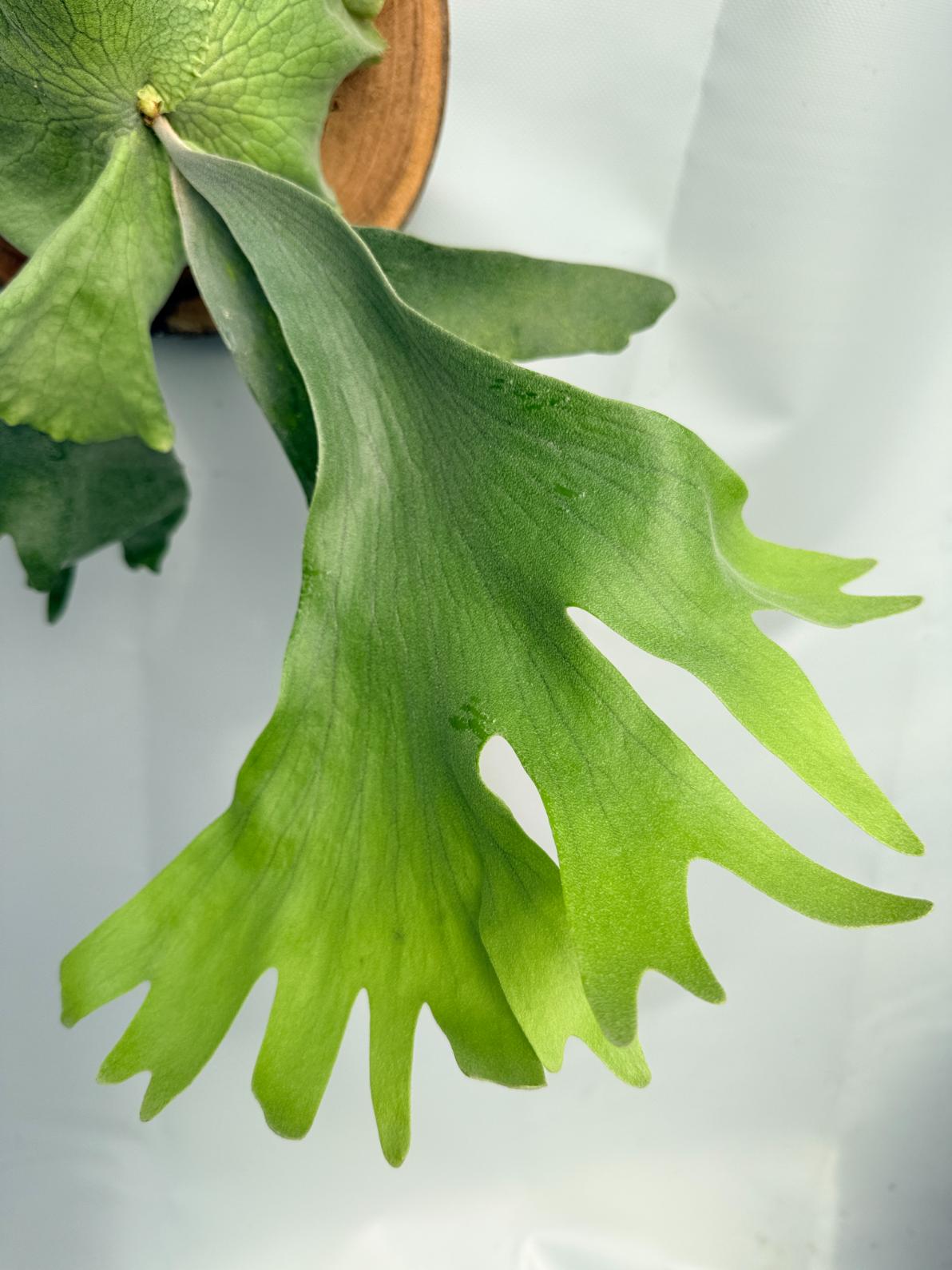 Platycerium Wandae x Veitchii 04