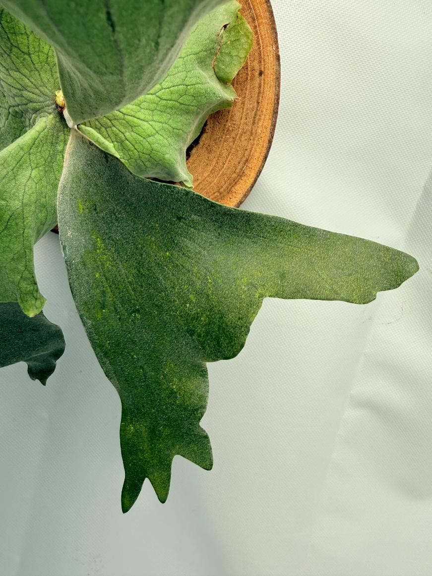 Platycerium Wandae x Veitchii 05