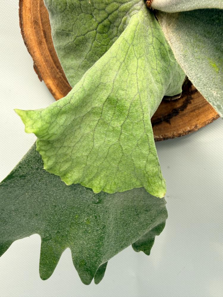 Platycerium Wandae x Veitchii 06