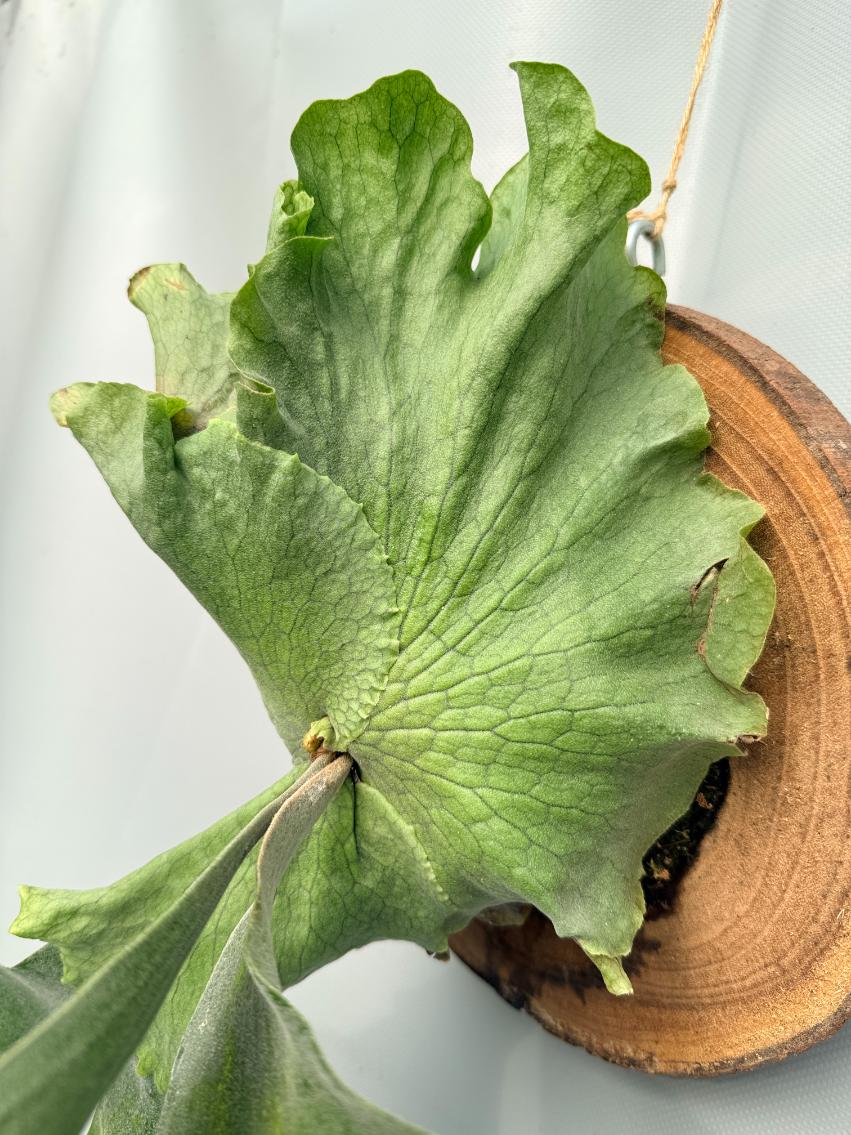 Platycerium Wandae x Veitchii 07