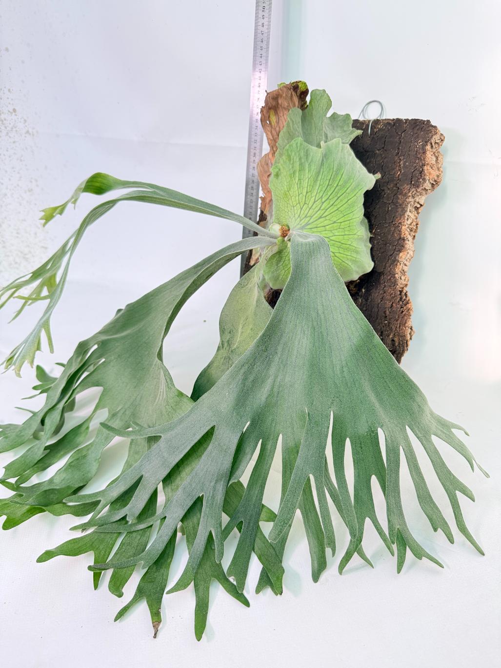 Platycerium Wandae x Veitchii + mounted on board 3