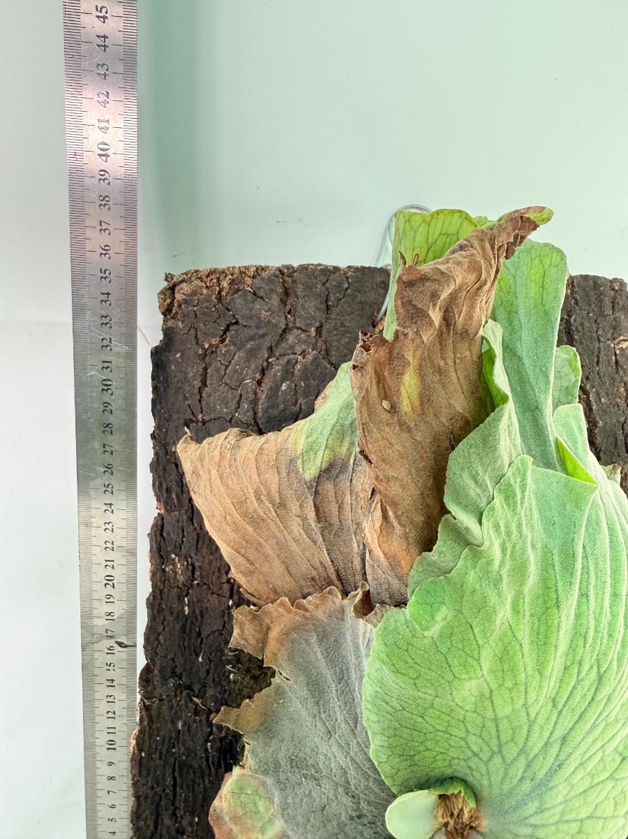 Platycerium Wandae x Veitchii + mounted on board 9