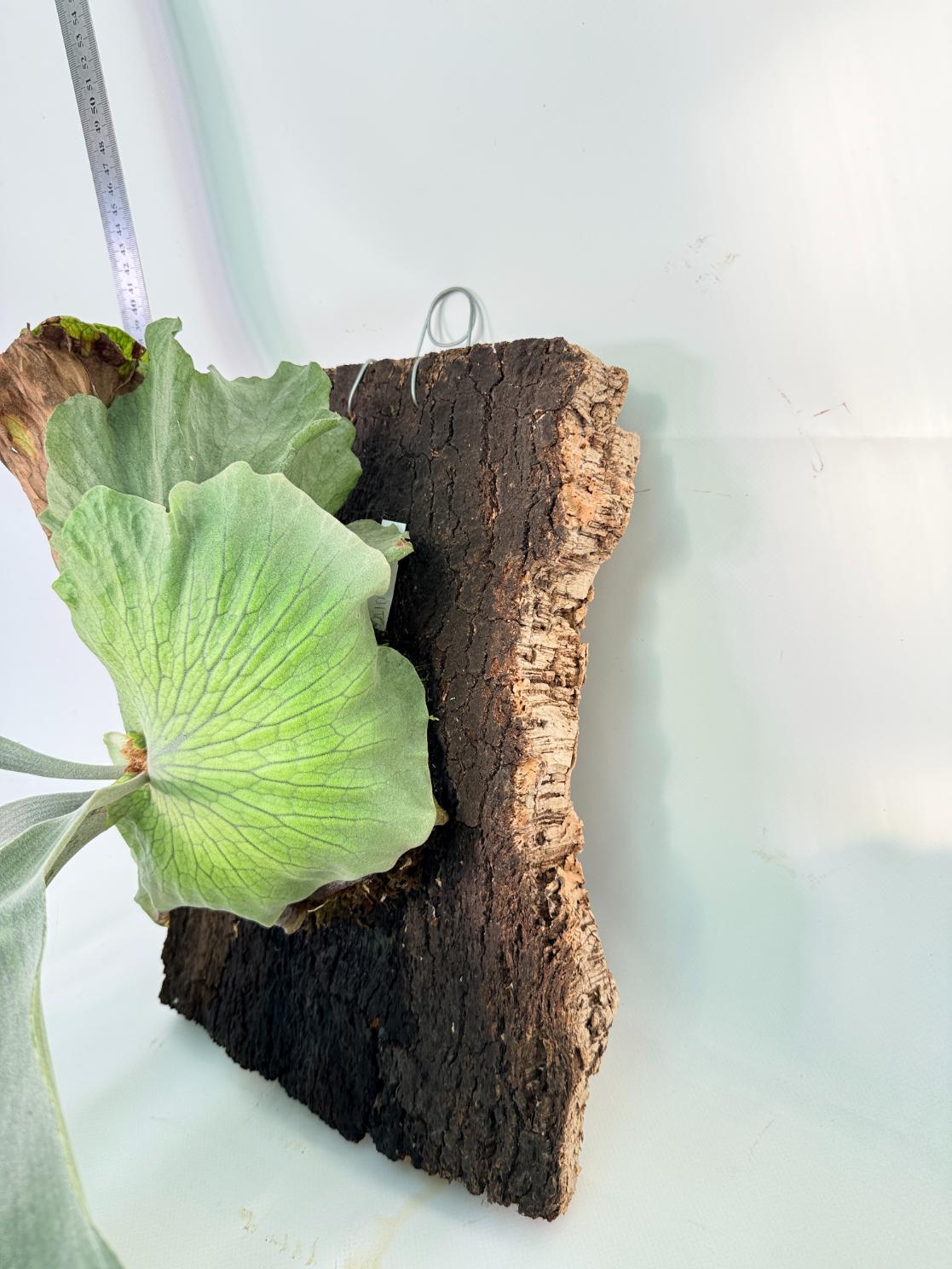Platycerium Wandae x Veitchii + mounted on board 10