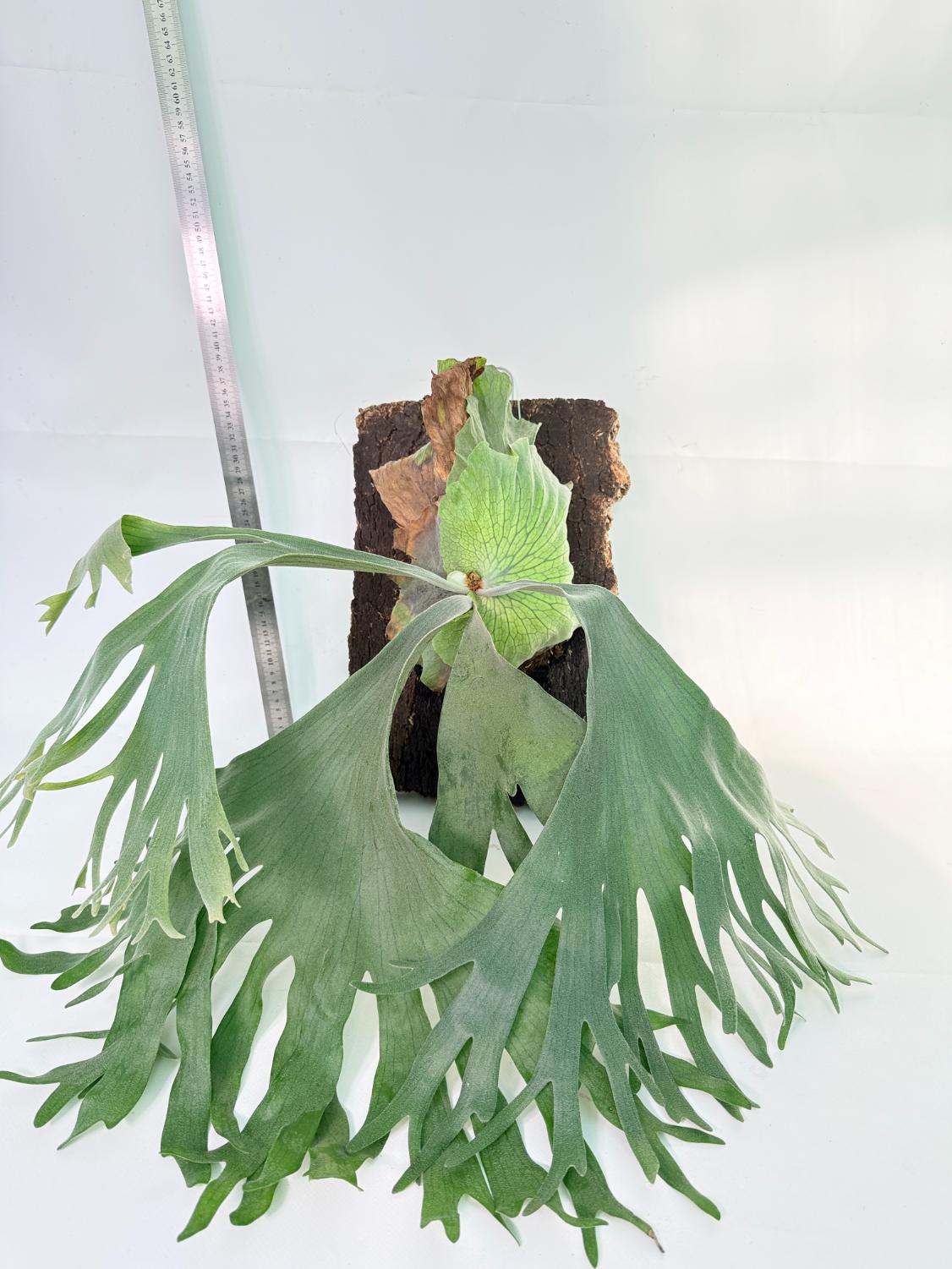 Platycerium Wandae x Veitchii + mounted on board 1