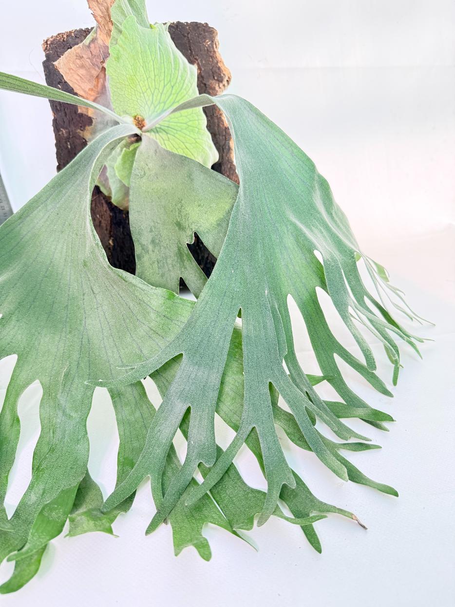 Platycerium Wandae x Veitchii + mounted on board 4