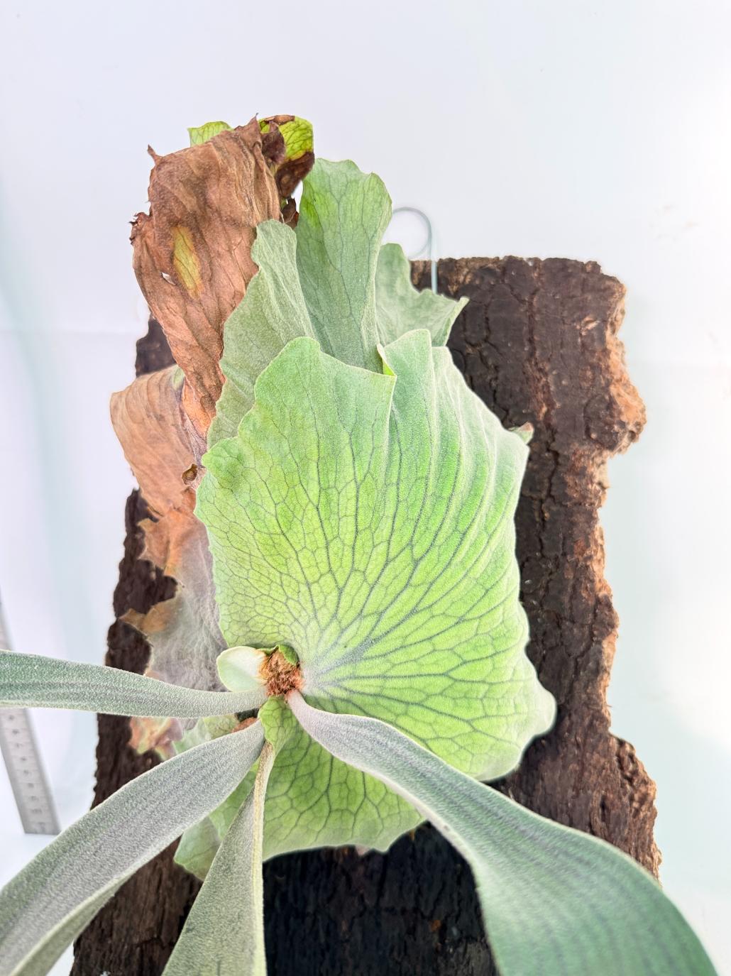 Platycerium Wandae x Veitchii + mounted on board 5