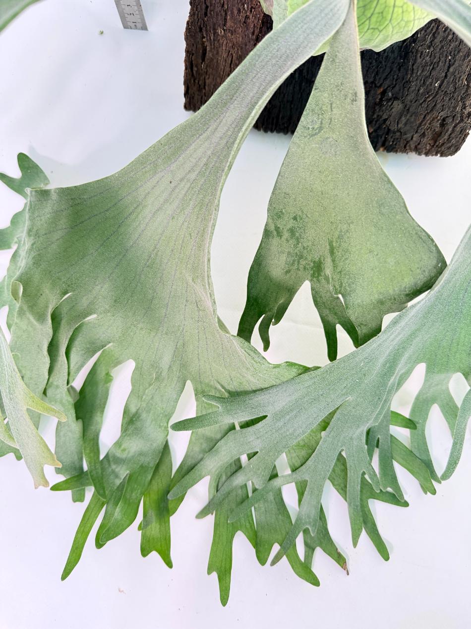 Platycerium Wandae x Veitchii + mounted on board 2