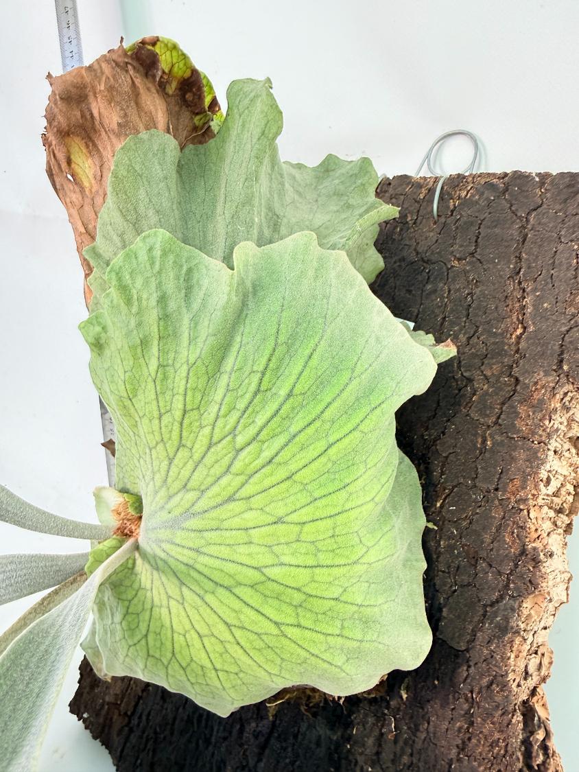 Platycerium Wandae x Veitchii + mounted on board 8