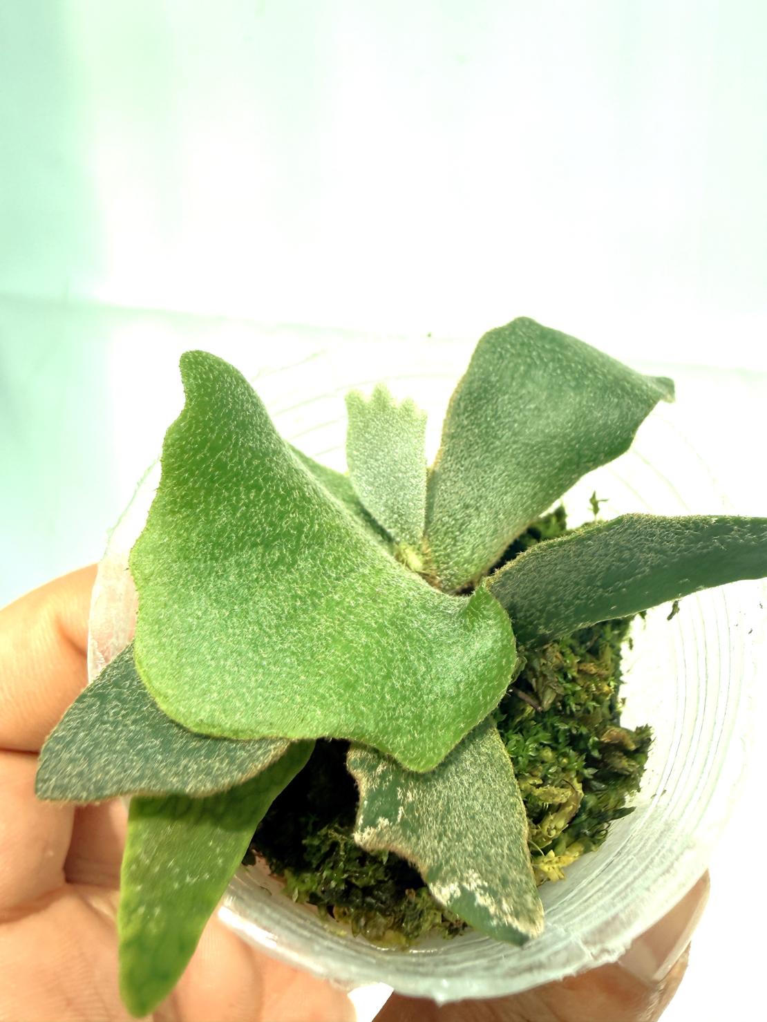Platycerium Willinckii 'OMG' | Welovetropicalplants