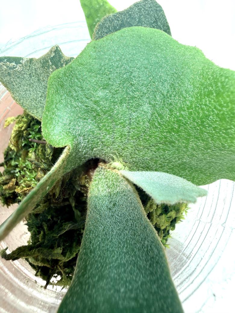Platycerium Willinckii 'OMG'