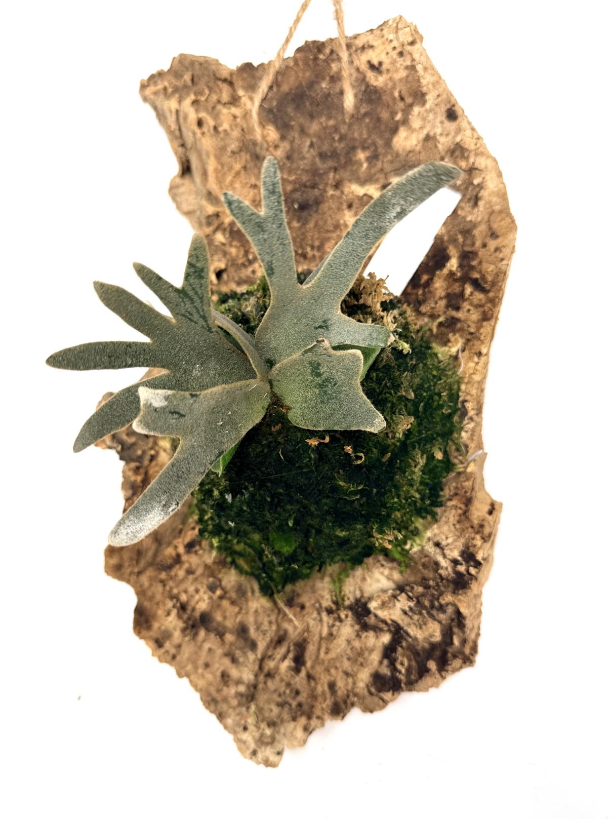 Platycerium Willinckii &#39;Jade girl&#39;