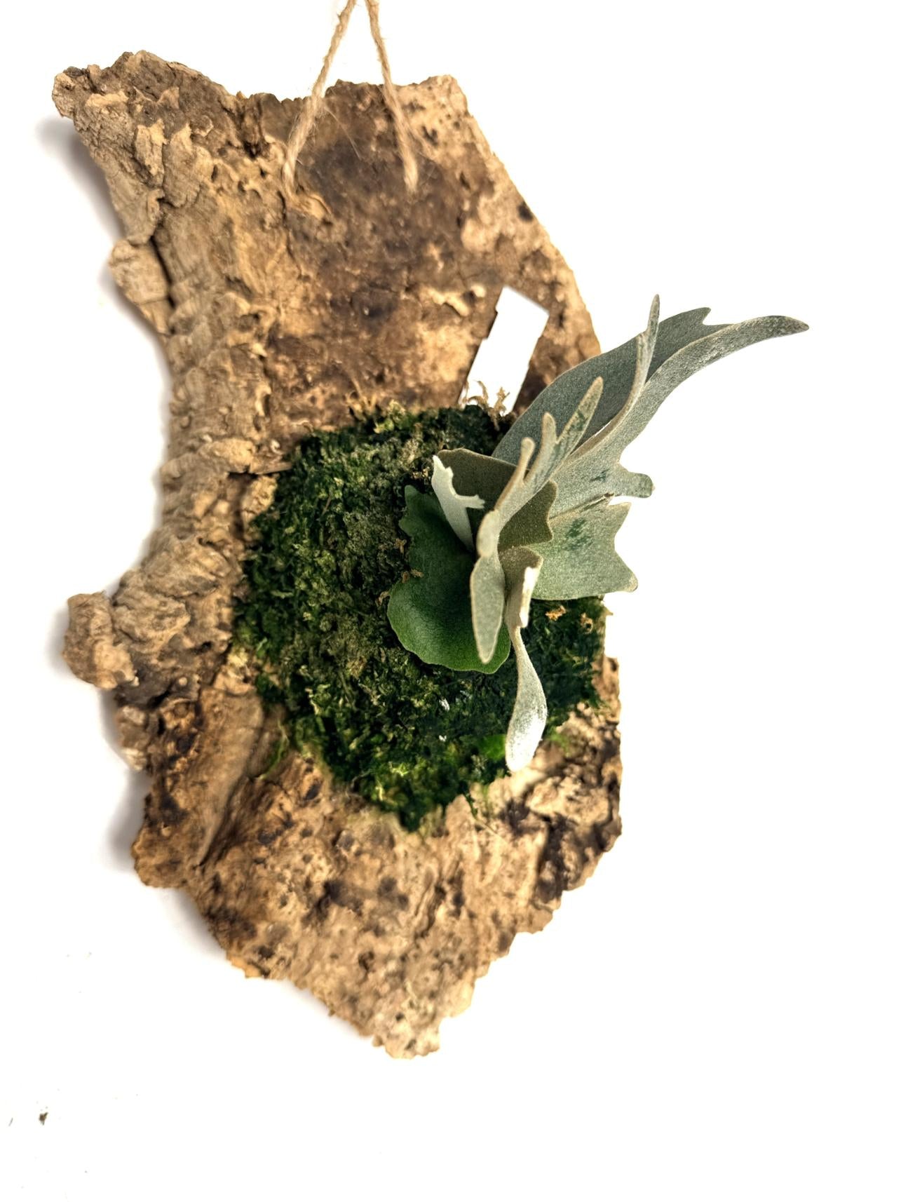 Platycerium Willinckii 'Jade girl'