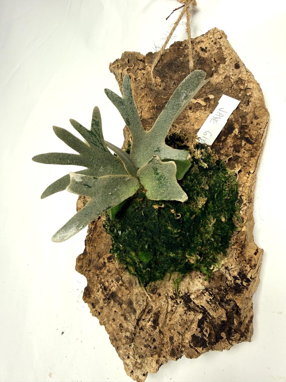 Platycerium Willinckii 'Jade girl'