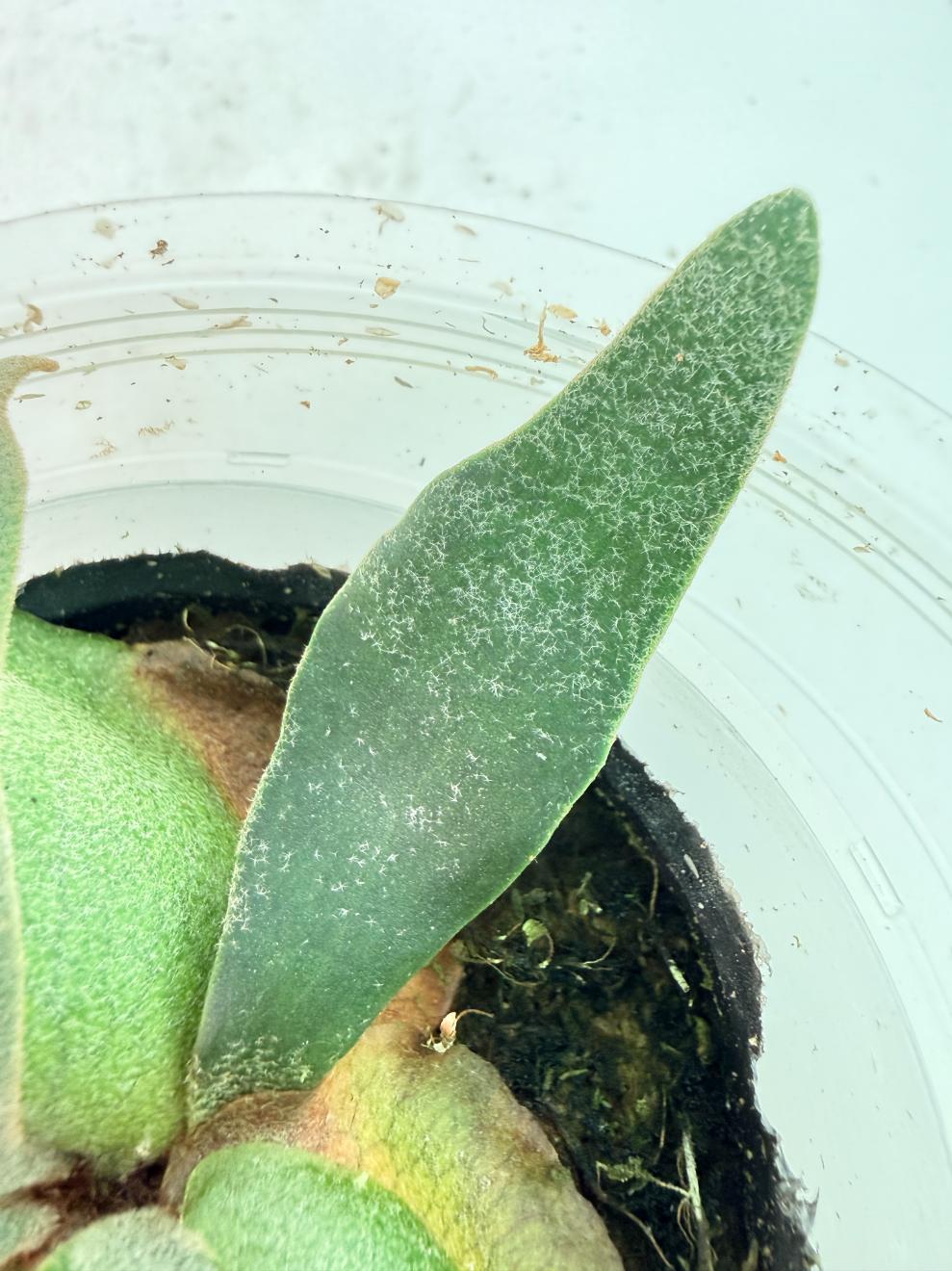 Platycerium Willinckii 'Bacteria' 09