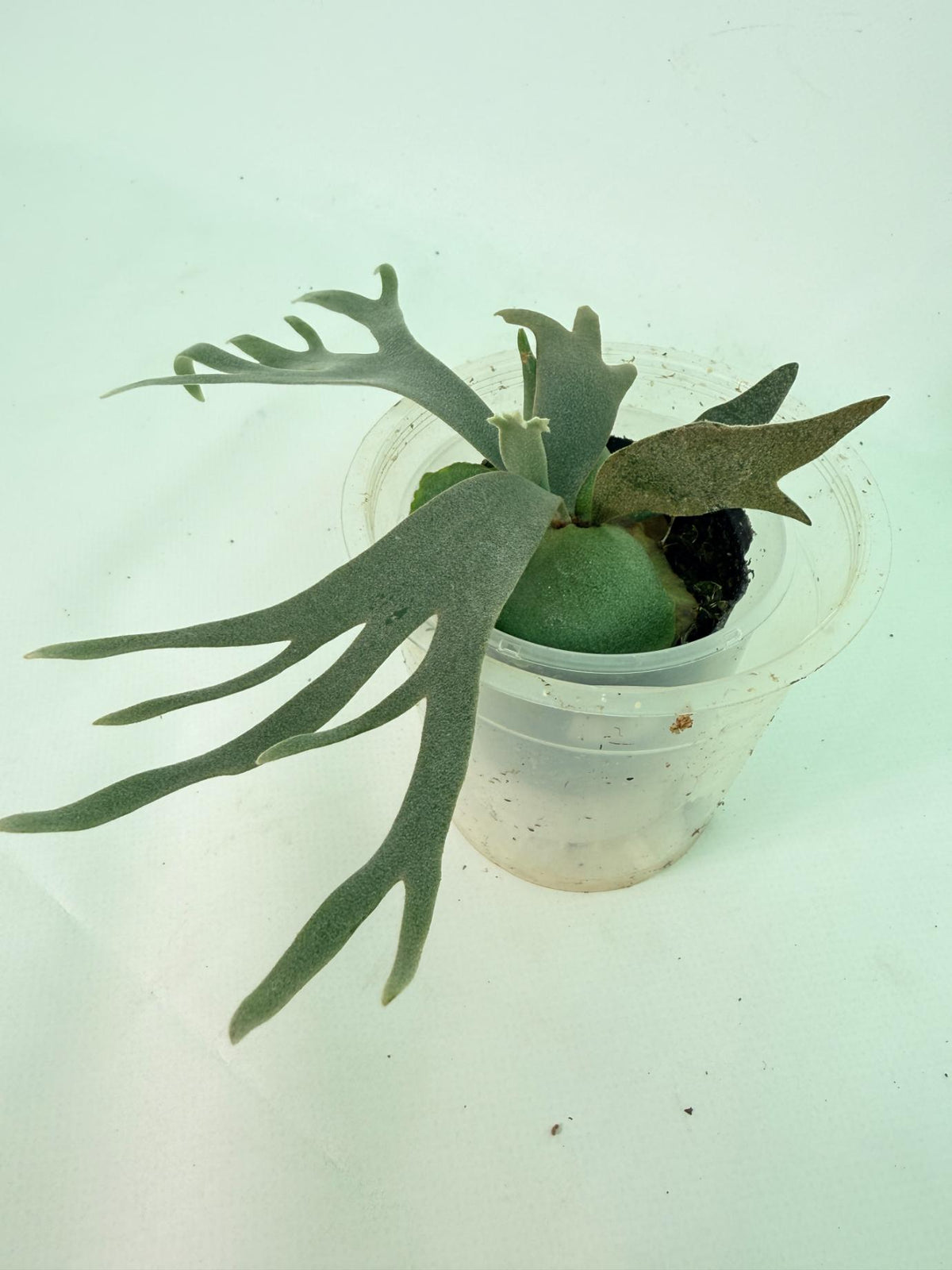 Platycerium Willinckii 'Bacteria' 02
