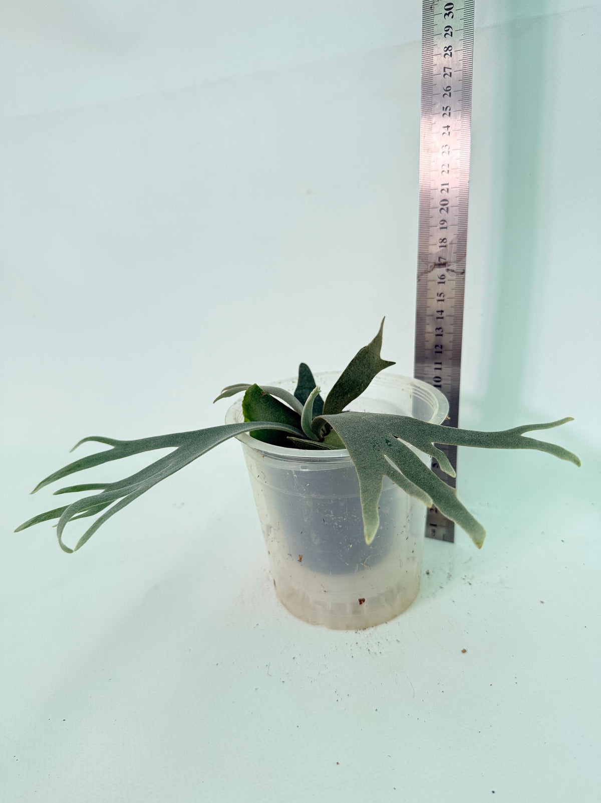 Platycerium Willinckii 'Bacteria' 11