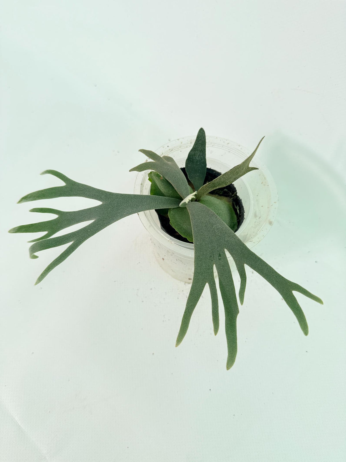 Platycerium Willinckii 'Bacteria' 3