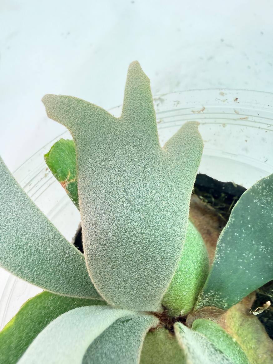 Platycerium Willinckii 'Bacteria' 06