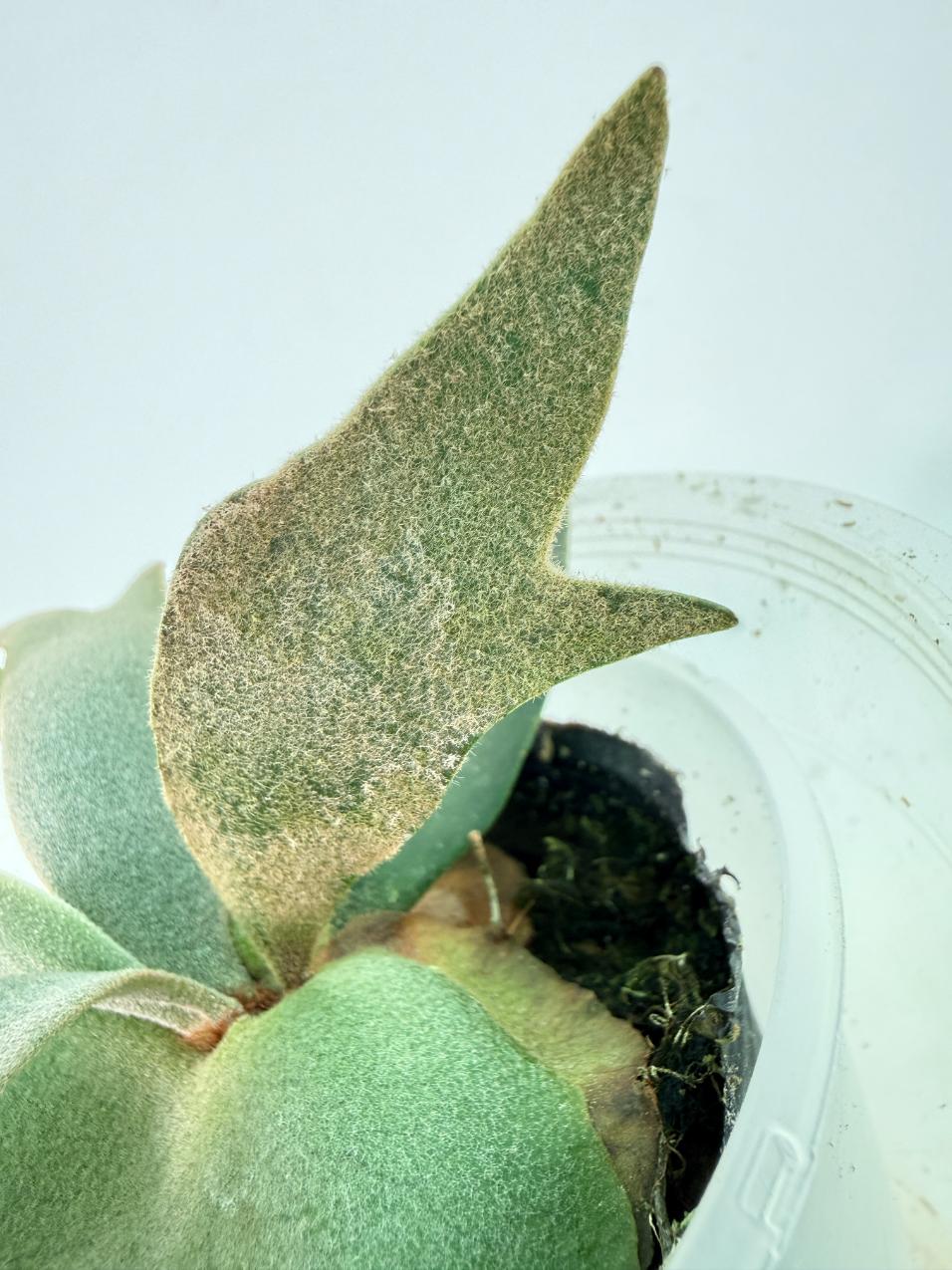 Platycerium Willinckii 'Bacteria' 8