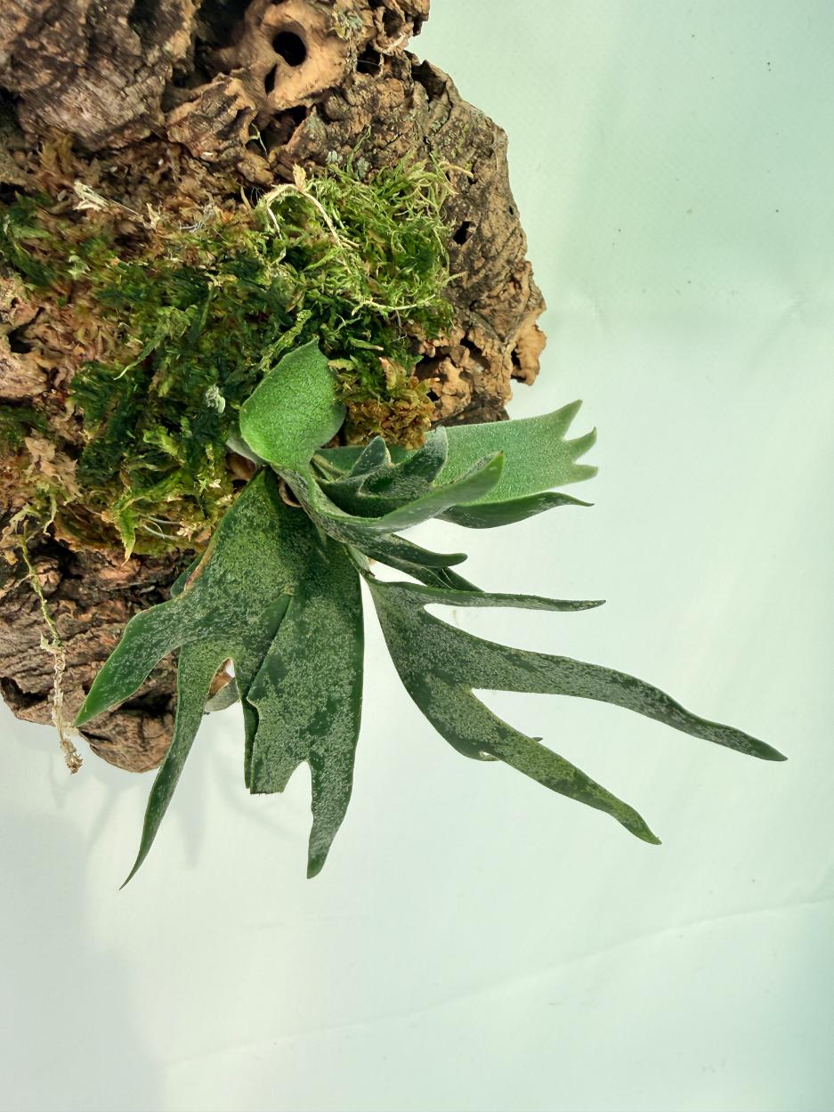 Platycerium Willinckii 'Bacteria' 08