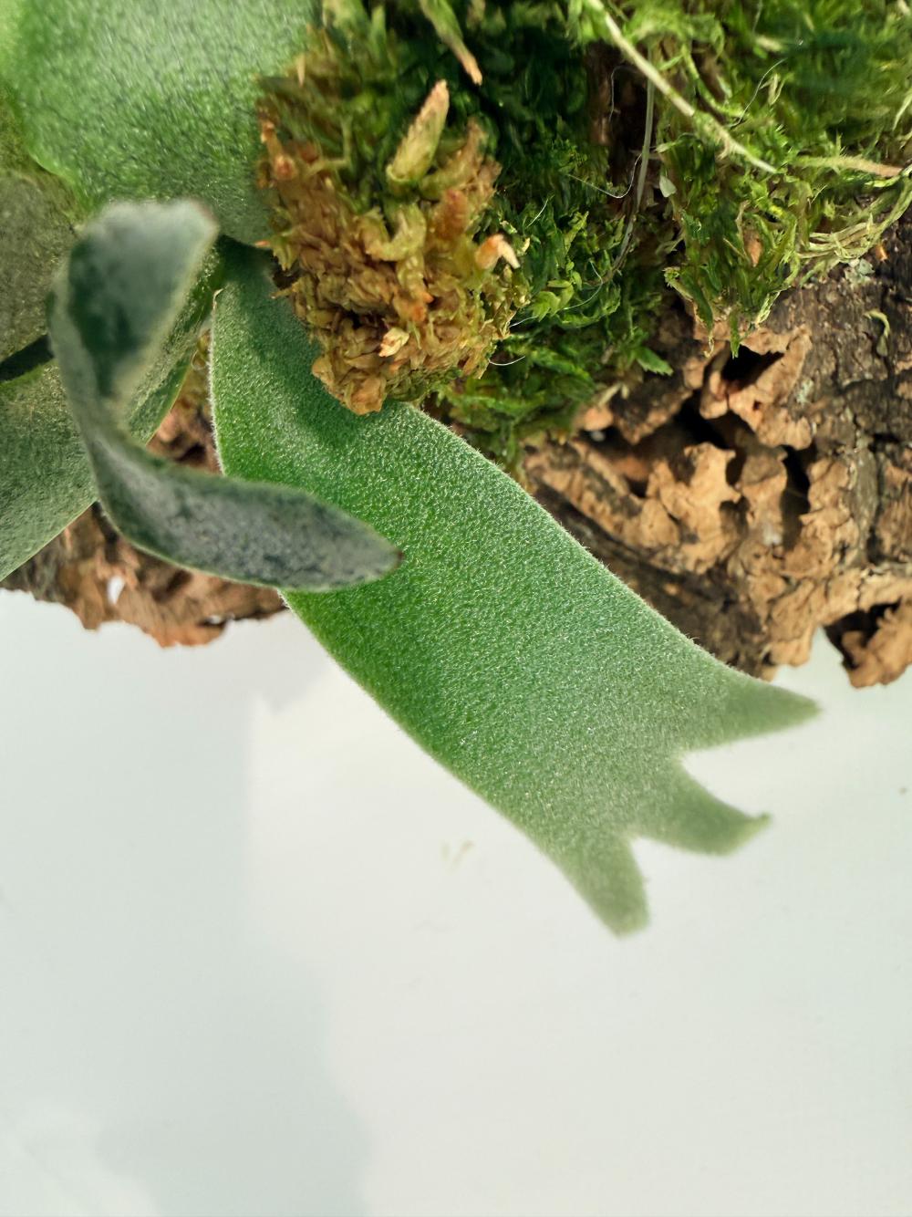 Platycerium Willinckii 'Bacteria' 03