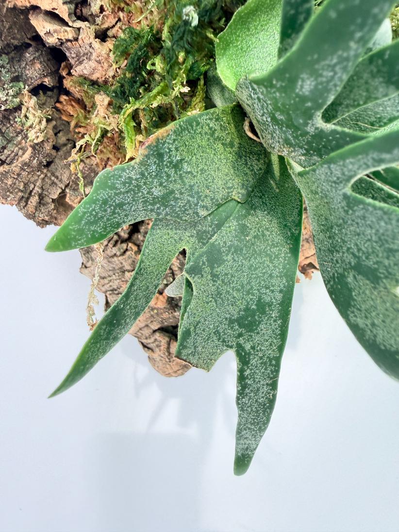 Platycerium Willinckii 'Bacteria' 05