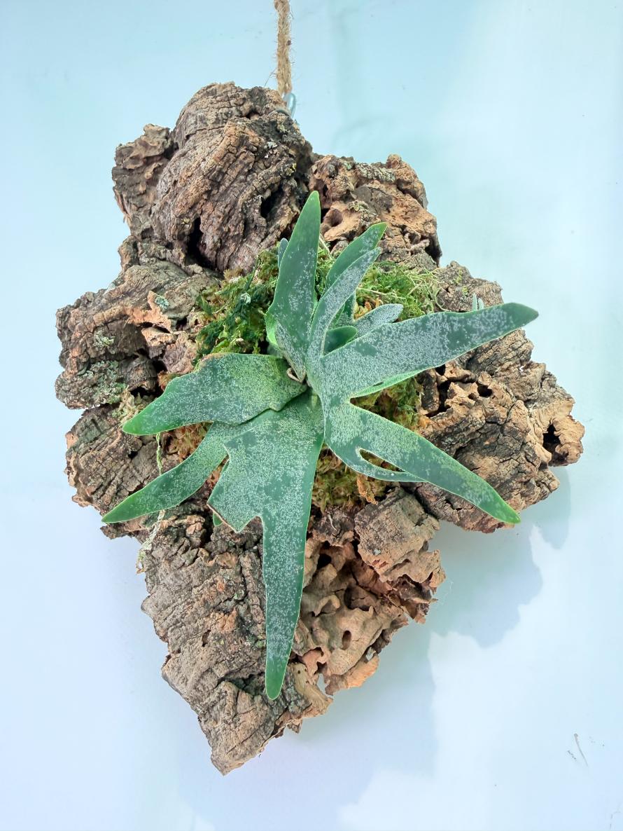 Platycerium Willinckii 'Bacteria' 06