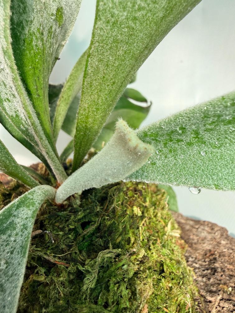 Platycerium Willinckii 'Celso' 08