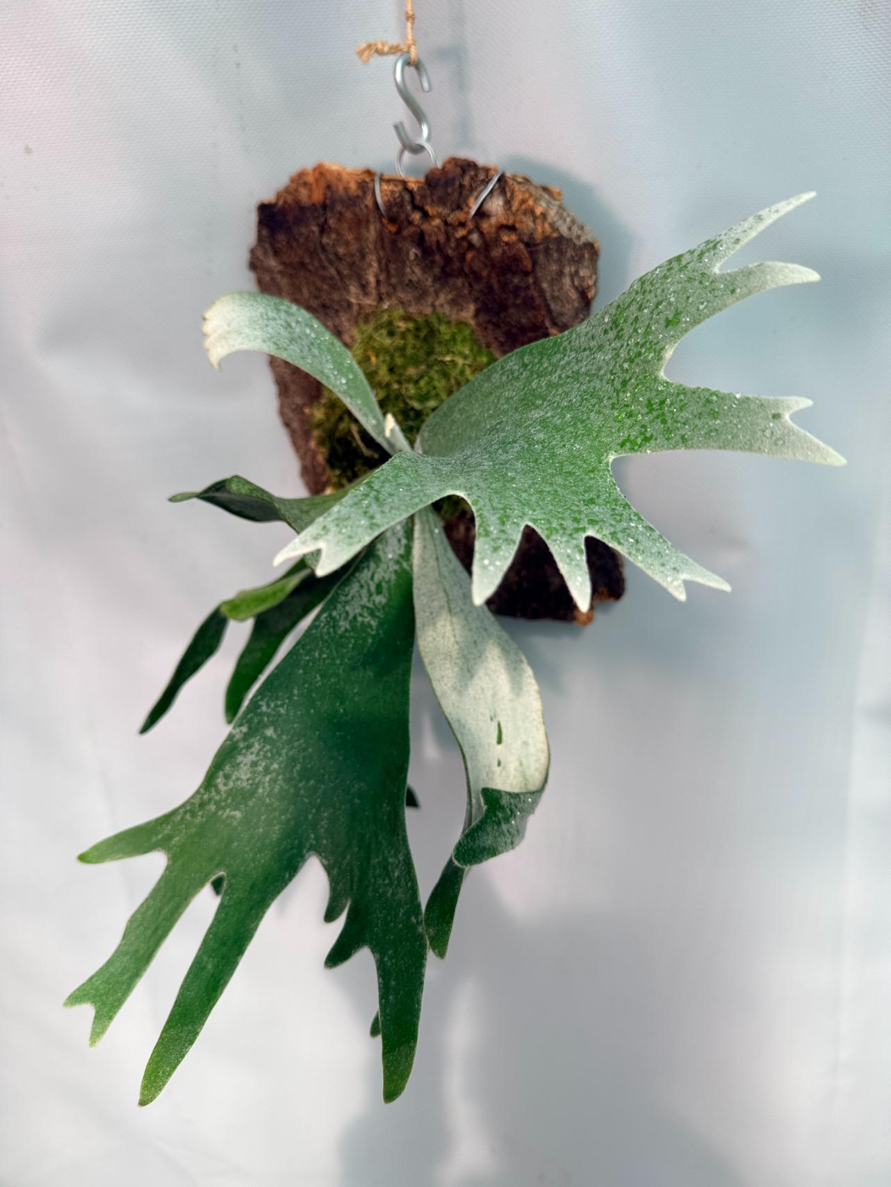Platycerium Willinckii 'Celso' 01