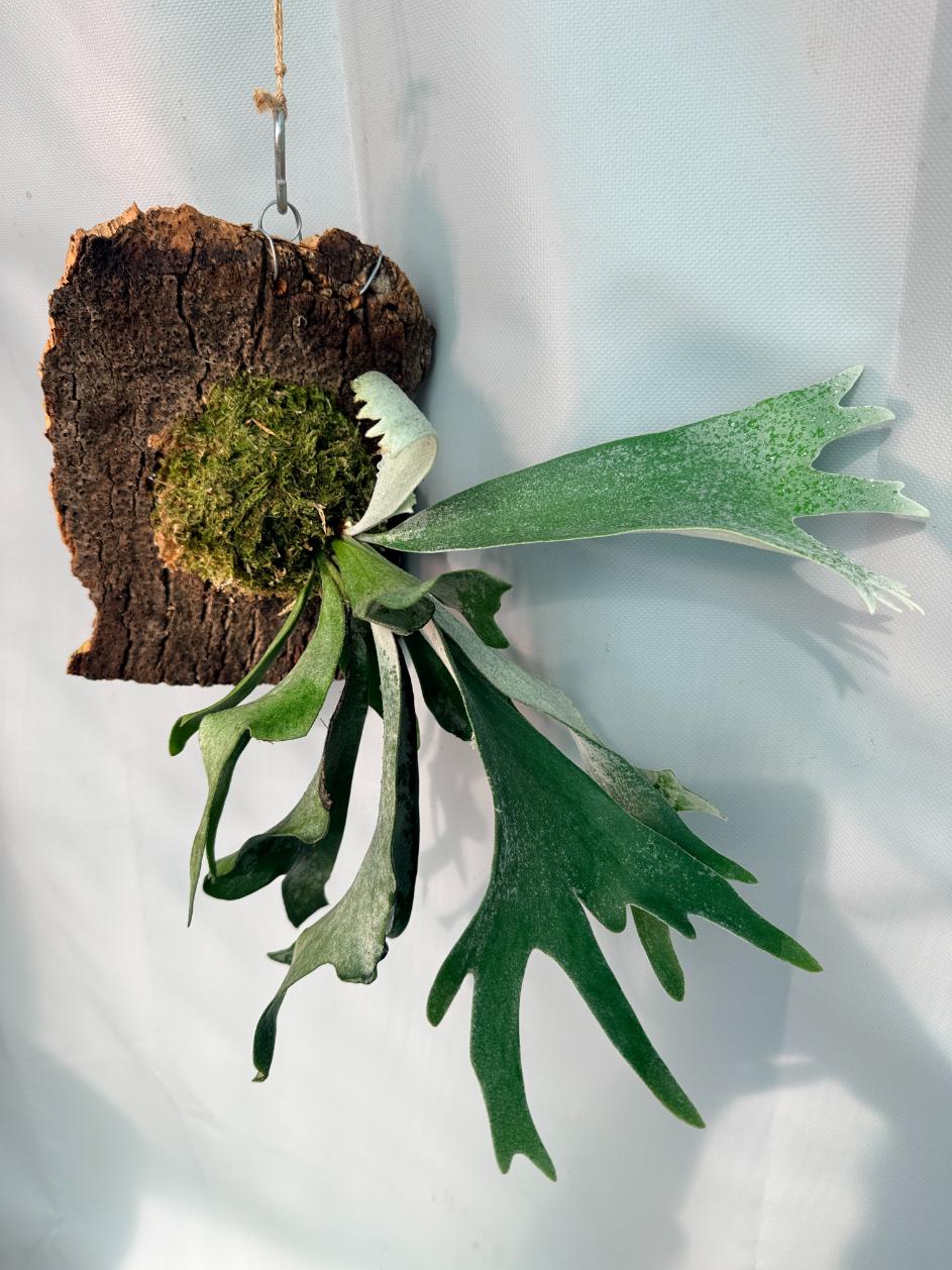 Platycerium Willinckii 'Celso' 02