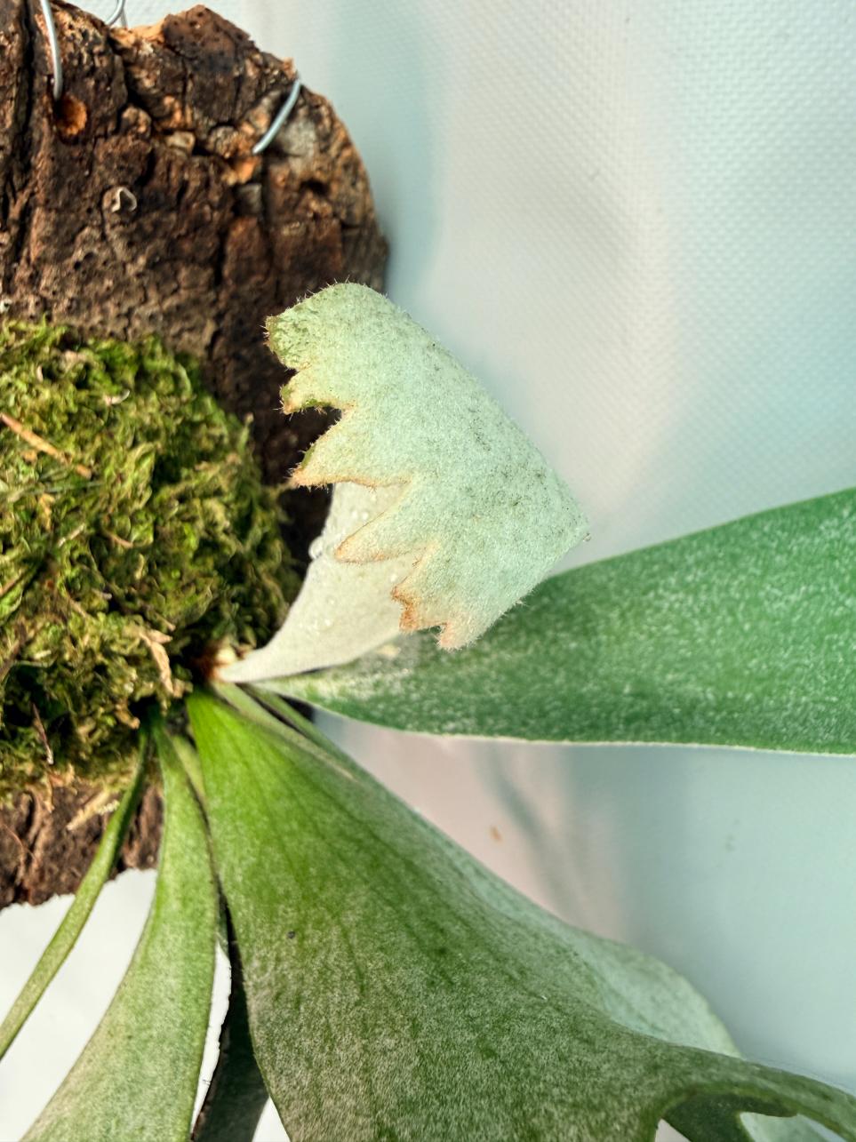 Platycerium Willinckii 'Celso' 03