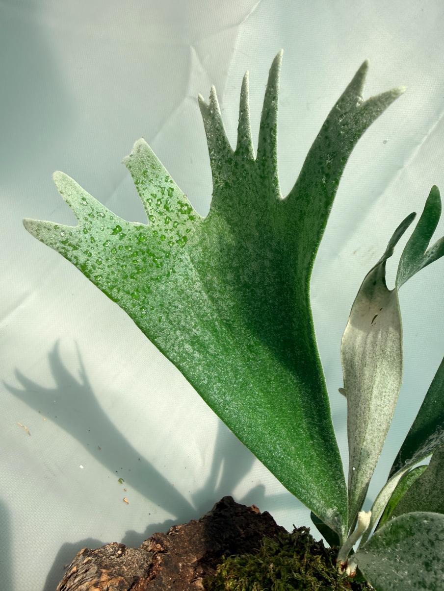Platycerium Willinckii 'Celso' 04
