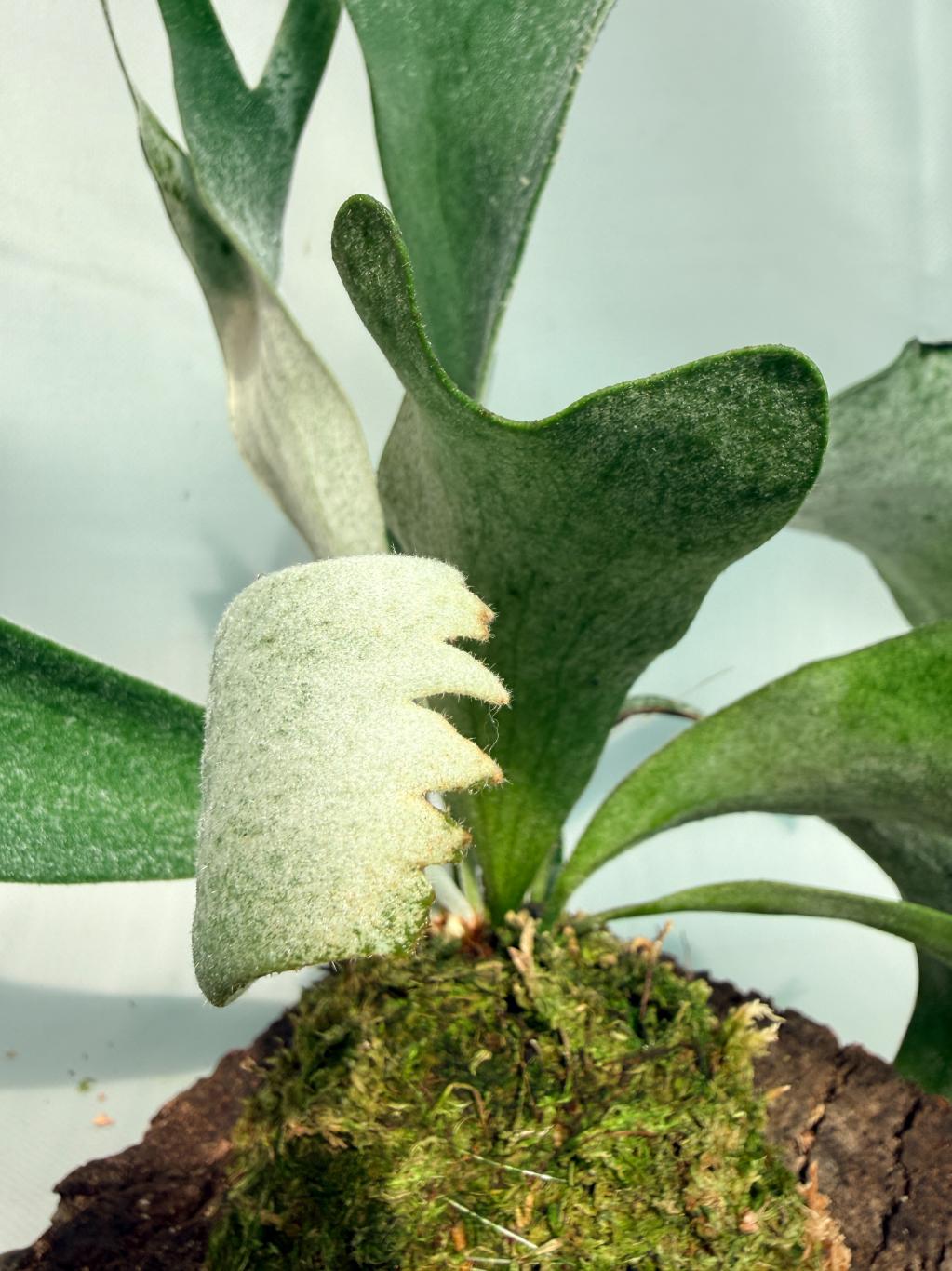 Platycerium Willinckii 'Celso' 05