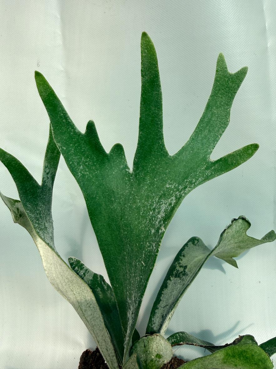 Platycerium Willinckii 'Celso' 06