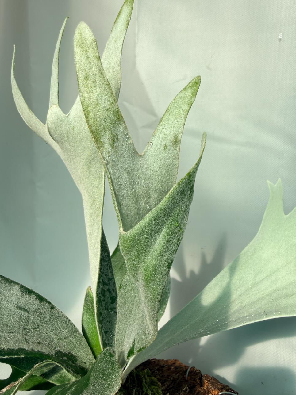 Platycerium Willinckii 'Celso' 07