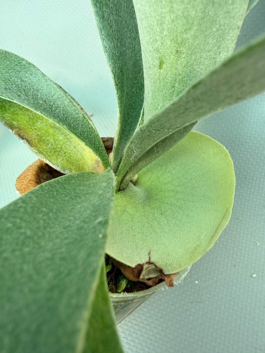Platycerium Willinckii 'Little Lanna' 05