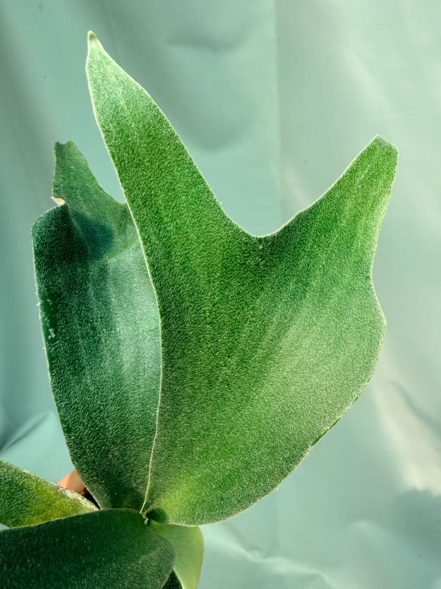 Platycerium Willinckii 'Little Lanna' 06
