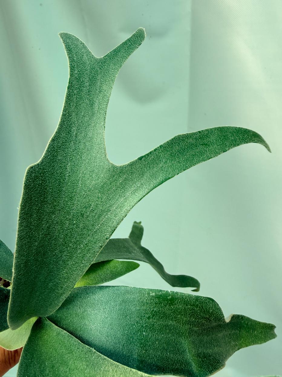 Platycerium Willinckii 'Little Lanna'07