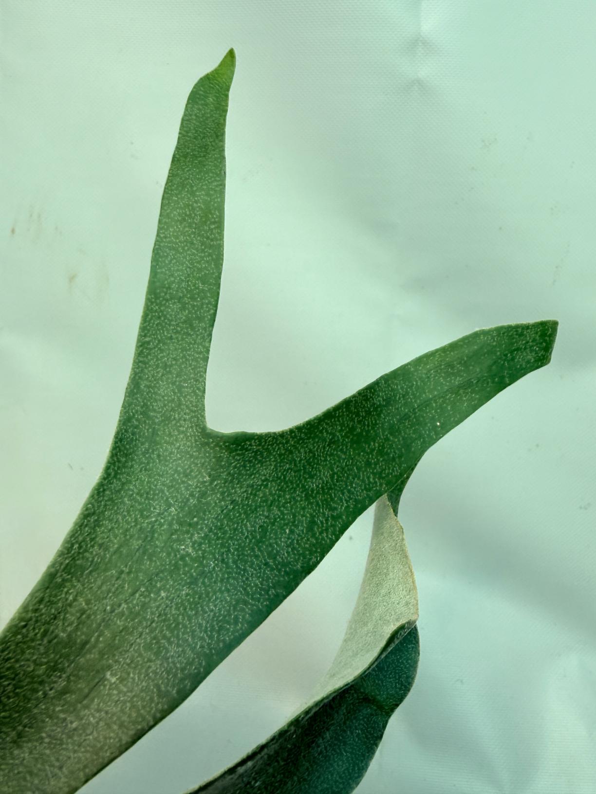 Platycerium Willinckii 'Little Lanna' 04