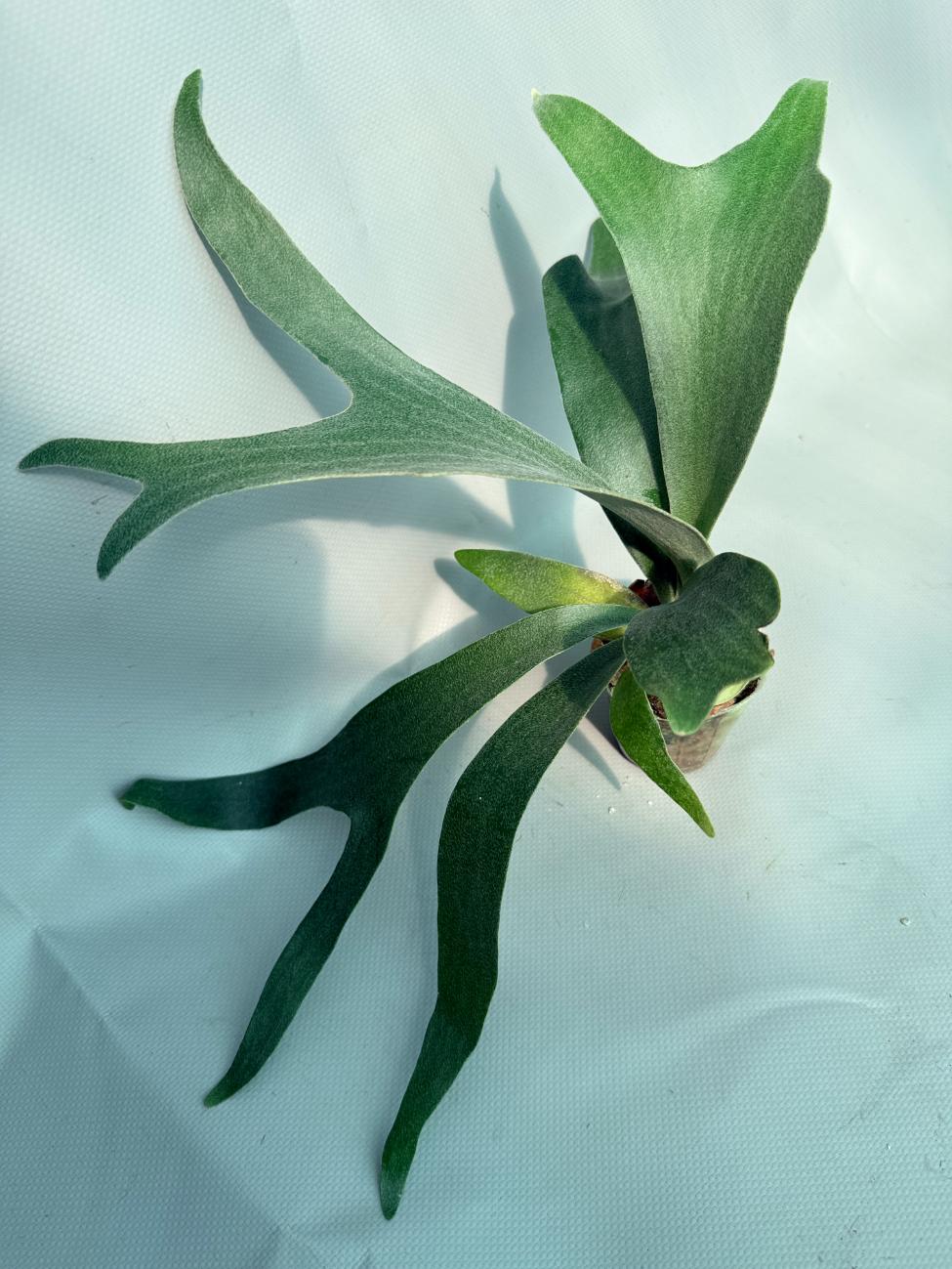 Platycerium Willinckii 'Little Lanna' 02