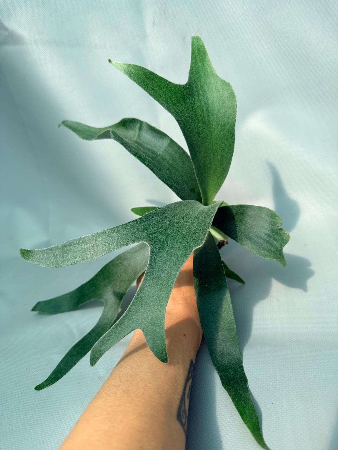 Platycerium Willinckii 'Little Lanna' 03