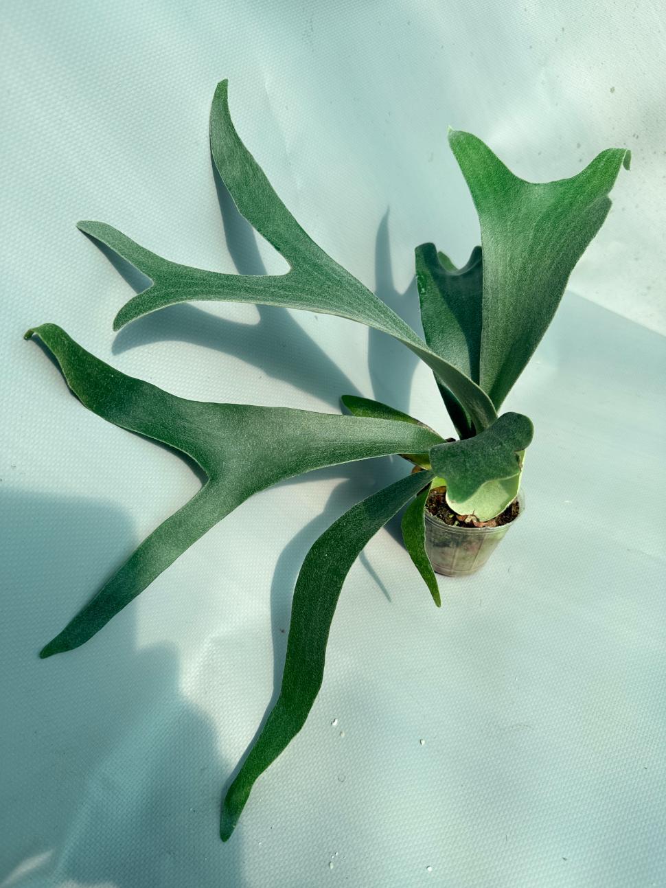Platycerium Willinckii 'Little Lanna' 08