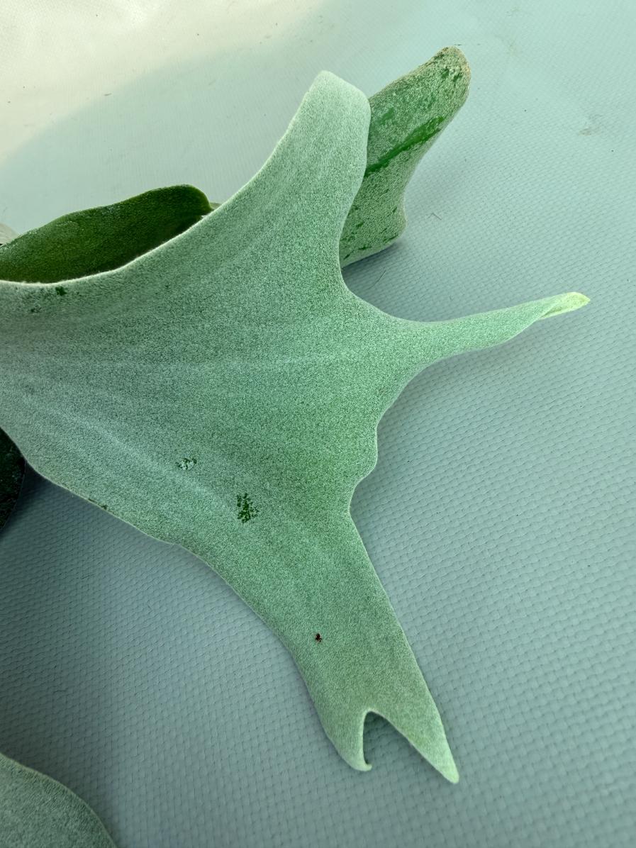 Platycerium Willinckii 'Pearl Queen' 02