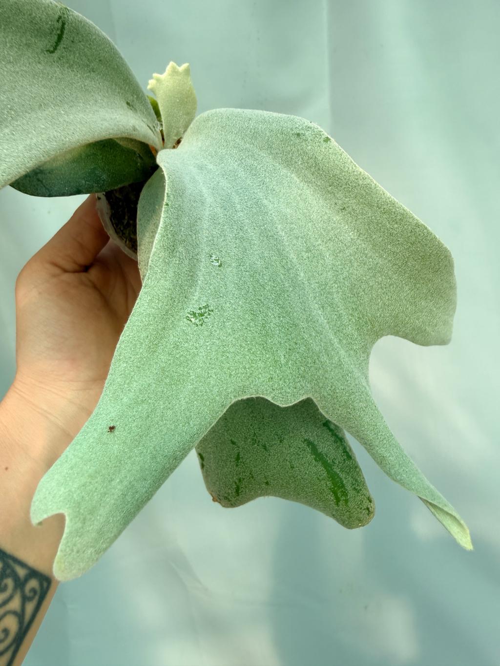 Platycerium Willinckii 'Pearl Queen' 03